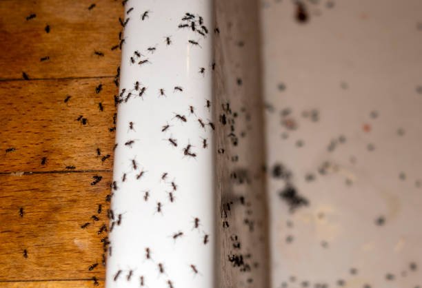 Best Commercial Pest Control Services  in White House, TN